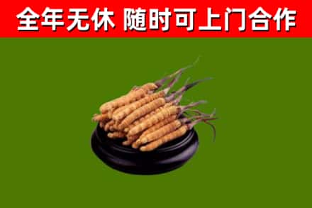 长武县烟酒回收冬虫夏草.jpg